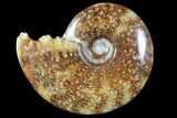 Polished, Agatized Ammonite (Cleoniceras) - Madagascar #94251-1